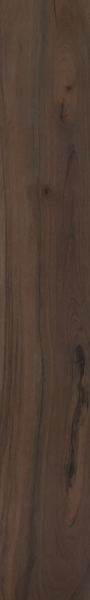 Kauri Kaimai Lap