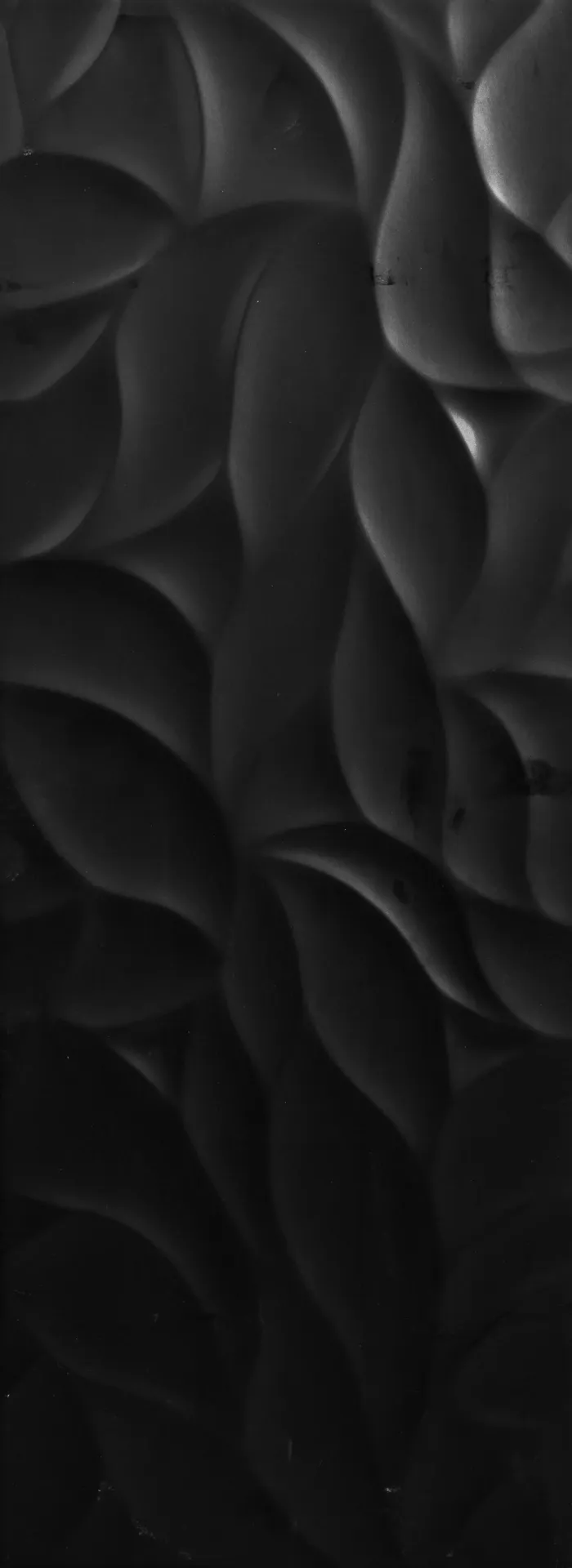 Euphoria Organic Black